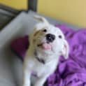 Photo of Obi