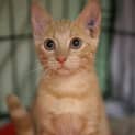 Photo of Biscuit