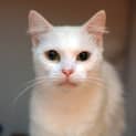 Photo of Snowbi