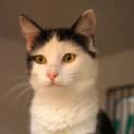 Photo of Cici