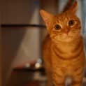 Photo of Goose