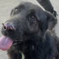 Photo of Bear