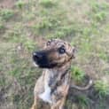 Photo of Tulip