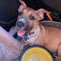Photo of Ellie 15 Week Old Mixed Breed (Trial)
