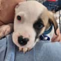 Photo of Bert 11 Week Old Staffy X (Trial)
