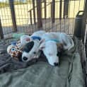 Photo of Ernie 11 Week Old Staffy X (Trial)
