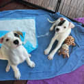 Photo of Ernie 11 Week Old Staffy X (Trial)