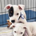 Photo of Ernie 11 Week Old Staffy X (Trial)