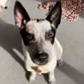 Photo of Maple