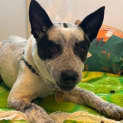 Photo of Maple