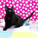 Photo of Pandora Located In Frankston