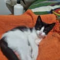 Photo of Stitch 