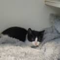 Photo of Stitch 