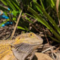 Photo of Gojira