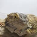 Photo of Gojira