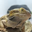 Photo of Gojira