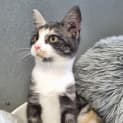 Photo of Buttercup