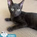 Photo of Genki