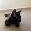 Photo of Genki