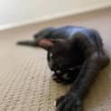 Photo of Genki
