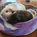 Photo of Brain & Tiramisu