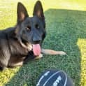 Photo of Baloo