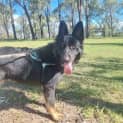 Photo of Baloo