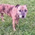 Photo of Bronte