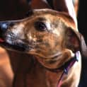 Photo of Elsa