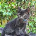 Photo of Jet