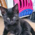 Photo of Jet