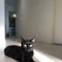 Photo of Binx