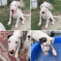 Photo of Pearl