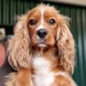 Photo of Poppy