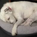 Photo of Mack   2 Year Old Wolfhound X (Trial)
