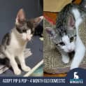 Photo of Pip   4 Month Old Domestic Short Hair (Trial)