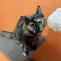 Photo of Daphne