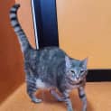 Photo of Cookie