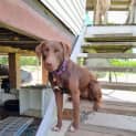 Photo of Dixie