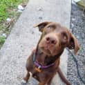 Photo of Dixie