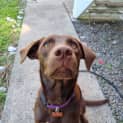 Photo of Dixie