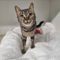 Photo of Midge