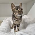 Photo of Midge
