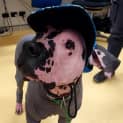 Photo of Barney