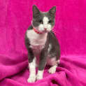 Photo of Graycie