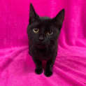 Photo of Panther