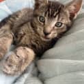 Photo of Pixie **2nd Chance Cat Rescue**