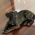 Photo of Maverick