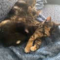 Photo of Bard **2nd Chance Cat Rescue**