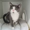 Photo of Buttercup